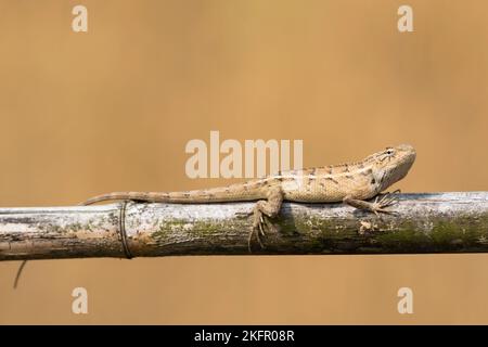 Veränderbare Eidechse (Calotes versicolor) Weibchen auf Bambuszaun gesetzt. Nepal. Stockfoto