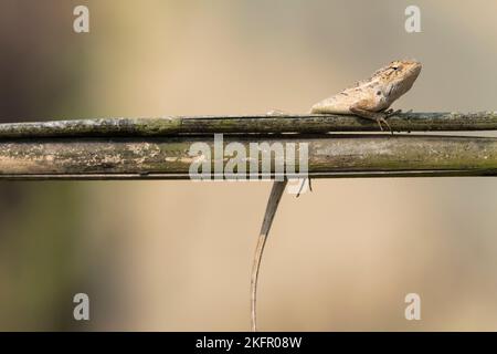 Veränderbare Eidechse (Calotes versicolor) Weibchen auf Bambuszaun gesetzt. Nepal. Stockfoto