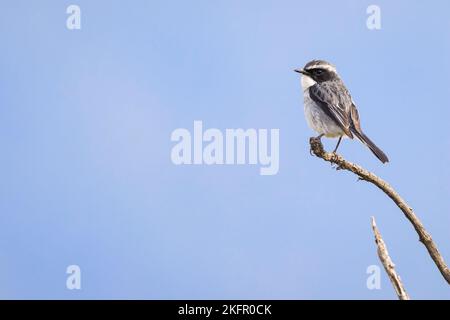 Grauer Buschchat (Saxicola ferreus), Männchen auf einem Ast. Annapurna Conservation Area. Nepal. Stockfoto