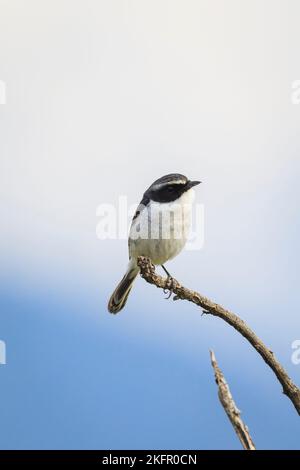 Grauer Buschchat (Saxicola ferreus), Männchen auf einem Ast. Annapurna Conservation Area. Nepal. Stockfoto