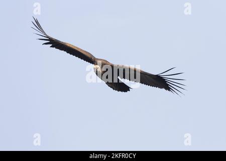 Juvenile Himalayan Griffon (Gyps himalayensis) im Flug. Nepal. Stockfoto