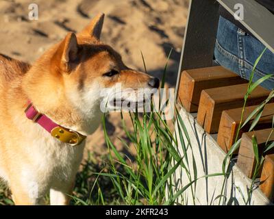 Shiba Inu spielt auf dem Hundespielplatz im Park. Netter Hund von shiba Inu Rasse Wandern in der Natur im Sommer. Wandern draußen. Stockfoto