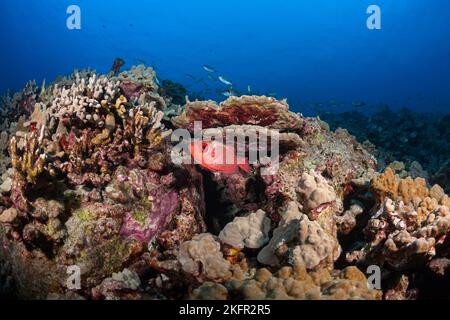 Dickauge, Glasseye oder aweoweo, Heteropriacanthus cruentatus, in roter Farbmorphe, Makako Bay, Keahole, North Kona, Hawaii Island ( The Big Island Stockfoto