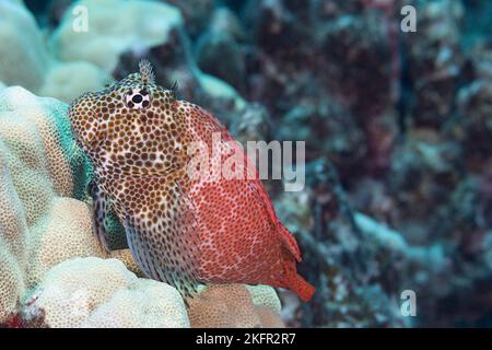 leopardenblenny, gefleckte Korallenblenny oder pao'o 'o kauila, Exallias brevis, männlich, Pawai Bay, Kona, Hawaii, USA (zentraler Pazifischer Ozean) Stockfoto