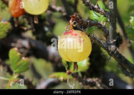 Stachelbeere, Ribes uva crispa unbekannter Sorte, reife grüne Frucht mit roten Flecken in Nahaufnahme mit einem verschwommenen Hintergrund von Blättern. Stockfoto