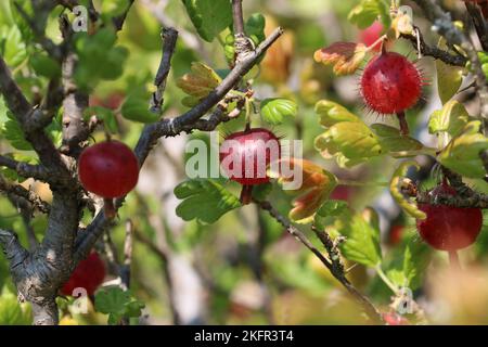 Stachelbeere, Ribes uva crispa unbekannter Sorte, reife rote Frucht in Nahaufnahme mit einem verschwommenen Hintergrund aus Blättern. Stockfoto