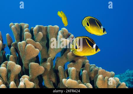 racoon Butterflyfish, Racoon Coralfish oder Raccoon Butterflyfish, Chaetodon Lunula, schwimmend über Geweih Korallen, Pocillopora grandis, Kona, Hawaii, USA Stockfoto