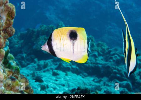 Teardropfen-Schmetterlingsfisch oder Lauhau, Chaetodon unimaculatus, mit maurischem Idol, Zanclus cornutus, der dahinter vorbeigeht, Kohanaiki, Nordkona, Hawaii, USA Stockfoto