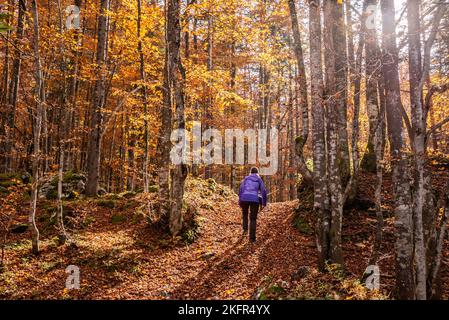 Wandern durch das Vrata-Tal im Herbst, Triglav Nationalpark in den Julischen Alpen, Slowenien Stockfoto