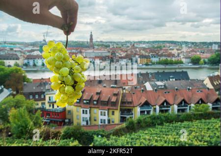 Idyllischer Blick auf ein Traubenbündel und das mittelalterliche Würzburg mit Ziegeldächern als verschwommener Hintergrund. In der rechten Ecke - Weinberge an den Hängen Hügel Stockfoto