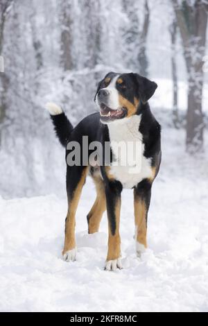 Großer Schweizer Berghund, der im Schnee steht Stockfoto