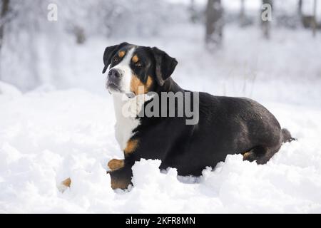 Großer Schweizer Berghund liegt im Schnee Stockfoto