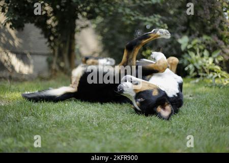 Großer Schweizer Berghund, der im Gras rollt Stockfoto