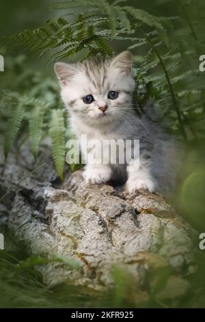 Britische Kurzhaarkätzchen zwischen Farn Stockfoto