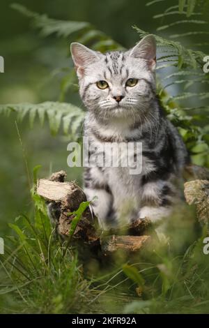 Britischer Kurzhaar zwischen Farn Stockfoto