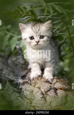 Britische Kurzhaarkätzchen zwischen Farn Stockfoto