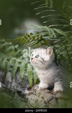 Britische Kurzhaarkätzchen zwischen Farn Stockfoto