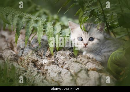 Britische Kurzhaarkätzchen zwischen Farn Stockfoto