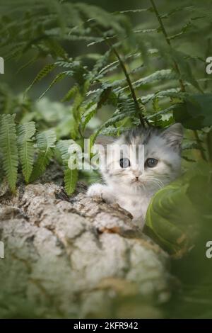 Britische Kurzhaarkätzchen zwischen Farn Stockfoto