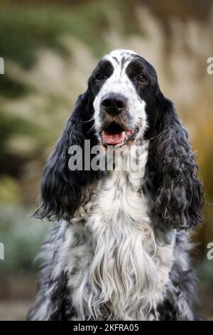 Englischer Cocker Spaniel Portrait Stockfoto