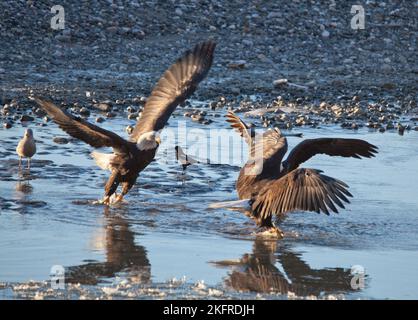 Weißkopfseeadler kämpfen im Winter im Chilkat-Fluss in Südost-Alaska um Lachs, während andere Vögel auf sie schauen. Stockfoto