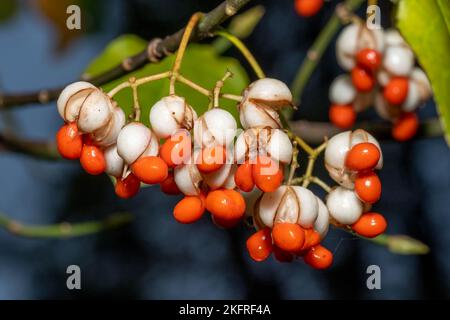 Nahaufnahme der Fortune-Spindel (Euonymus fortunei). Schöne Beeren, aber eine stark invasive Baum-tötenden Rebe. Stockfoto