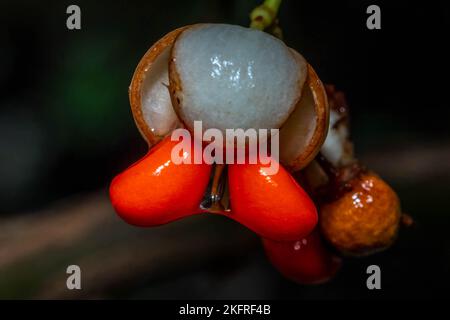 Fortunes Spindel (Euonymus fortunei). Schöne Beeren, aber eine stark invasive Baum-tötenden Rebe. Stockfoto