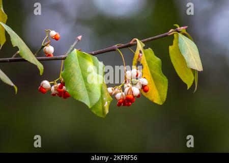 Fortunes Spindel (Euonymus fortunei) mit Blättern. Schöne Beeren, aber eine stark invasive Baum-tötenden Rebe. Stockfoto