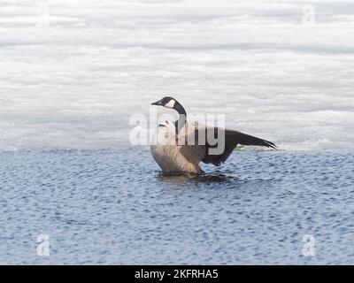 Canada Goose breitet seine Flügel auf einem See aus. Quebec, Kanada Stockfoto