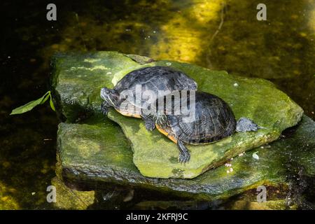 Zwei Rotohr-Schildkröten in einem botanischen Garten in Südkalifornien Stockfoto
