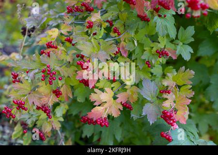 Hintergrund aus schönen roten Früchten von Viburnum vulgaris. Rote Viburnum-Beeren auf einem Zweig im Garten. Guelderrose viburnum opulus Beeren und le Stockfoto