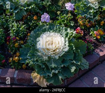 Wunderschöner Taubenweißer Zierkohl in einem botanischen Garten in Südkalifornien Stockfoto