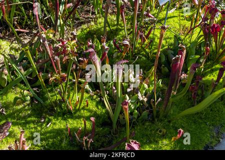 Fleischfressende Pitcher Pflanzen in einem botanischen Garten in Südkalifornien Stockfoto