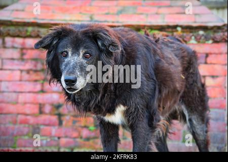 Schwarzer streunender Hund, der vor einer Ziegelmauer in Kathmandu, Nepal, steht Stockfoto