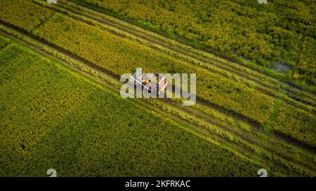 Luftaufnahme der Mähdreschermaschine mit Reisfeld. Harvester für die Reisernte bei der Arbeit in Thailand. Drohne fliegt über Reisstroharbeiter Stockfoto