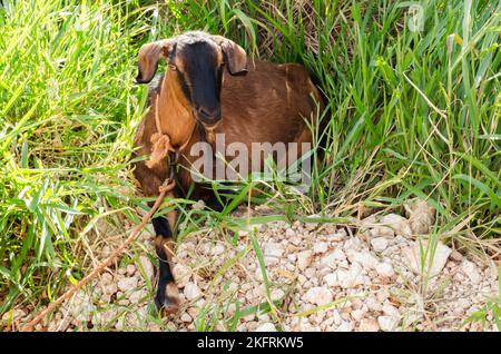 Eine trächtige Ziege im Seil liegt auf weißen Mergel-Steinen in einer grasbewachsenen Gegend mit einem ihrer Vorderbeine ausgestreckt und ihr Kopf hochgehalten. Stockfoto