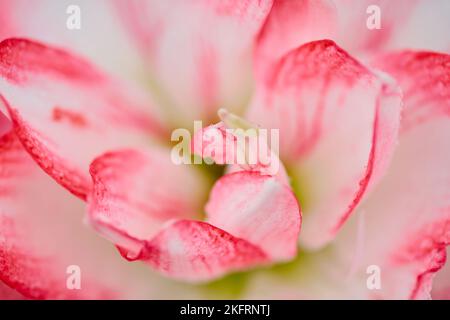 Nahaufnahme der Amaryllis-Blume, die mit Tautropfen blüht Stockfoto