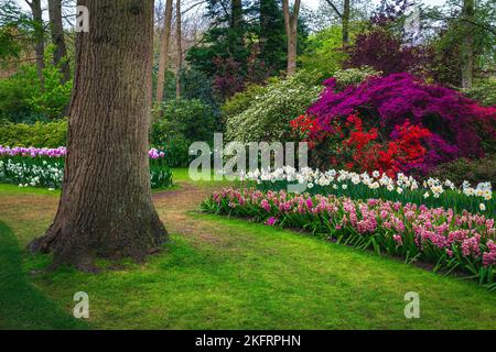 Verschiedene frische, bunte Frühlingsblumen im schönen Keukenhof Garten. Bewunderungswürdige Blumenbeete mit Hyazinthen, Narzissen und Azaleen, Lisse, Netherlan Stockfoto