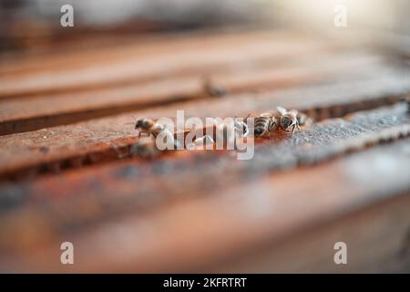 Bienen, Bienenstock und Hintergrund des Honiganbaus, Nachhaltigkeit und ökologischer Produktion, Herstellung und ökologischer Umwelt. Nahaufnahme der Imkerei, Landwirtschaft Stockfoto