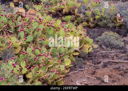 Nopales (Opuntia), Kaktuspflanze, Teneriffa, Kanarische Inseln, Spanien, Europa Stockfoto