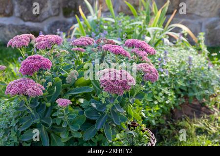 Auffällige Steinpfaue (Hylotephium spectabile), Deutschland, Europa Stockfoto