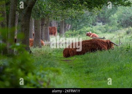 Witte Venn Naturschutzgebiet, schottisches Hochlandrind, auf beiden Seiten der niederländischen Grenze, hier auf deutscher Seite, Beßlinghook, Alstätte, Münsterland, N Stockfoto