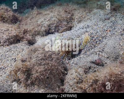 Gemeiner Tintenfisch (Sepia officinalis) versteckt sich im Sand, Lanzarote. Kanarische Inseln, Spanien, Europa Stockfoto