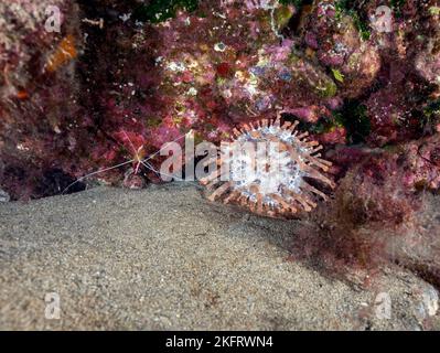 Anemon mit Clubanickips (Telmatactis cricoides) mit atlantischen, weiß gebänderten, saubereren Garnelen (Lysmata grabhami), Lanzarote. Kanarische Inseln, Spanien, Europa Stockfoto