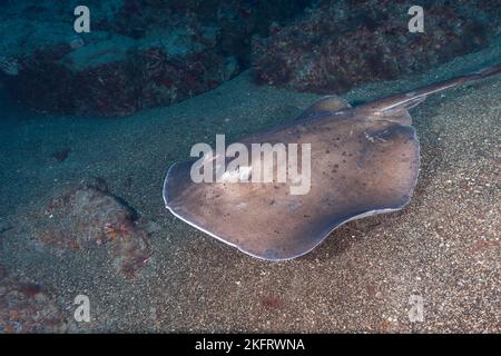 Runder Stachelrochen (Taeniura grabata), Lanzarote. Kanarische Inseln, Spanien, Europa Stockfoto