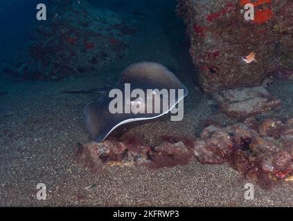 Runder Stachelrochen (Taeniura grabata), Lanzarote. Kanarische Inseln, Spanien, Europa Stockfoto