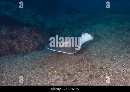 Runder Stachelrochen (Taeniura grabata), Lanzarote. Kanarische Inseln, Spanien, Europa Stockfoto