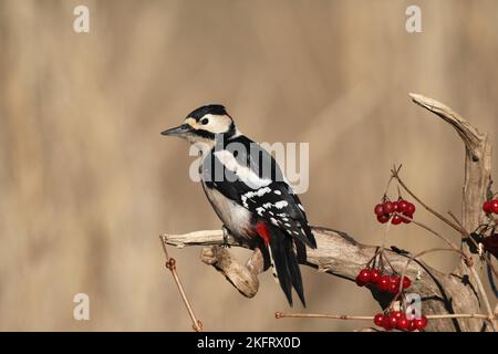 Buntspecht (Dendrocopos major), der auf einem alten Zweig ruht, Allgäu, Bayern, Deutschland, Europa Stockfoto