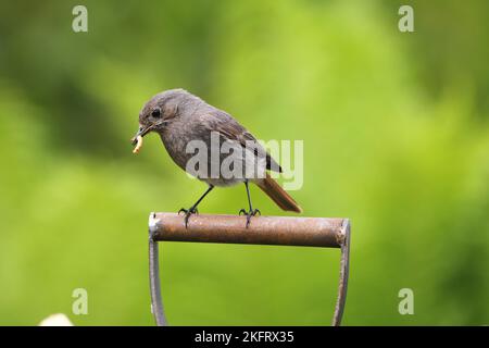 Schwarzer Rottanz (Phoenicurus ochruros) Männchen im Garten, mit Futter für die Jungen, Allgäu, Bayern, Deutschland, Europa Stockfoto