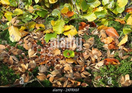 Buche (Fagus sylvatica) Nüsse, leere Hülsen und bunte Blätter, Allgäu, Bayern, Deutschland, Europa Stockfoto